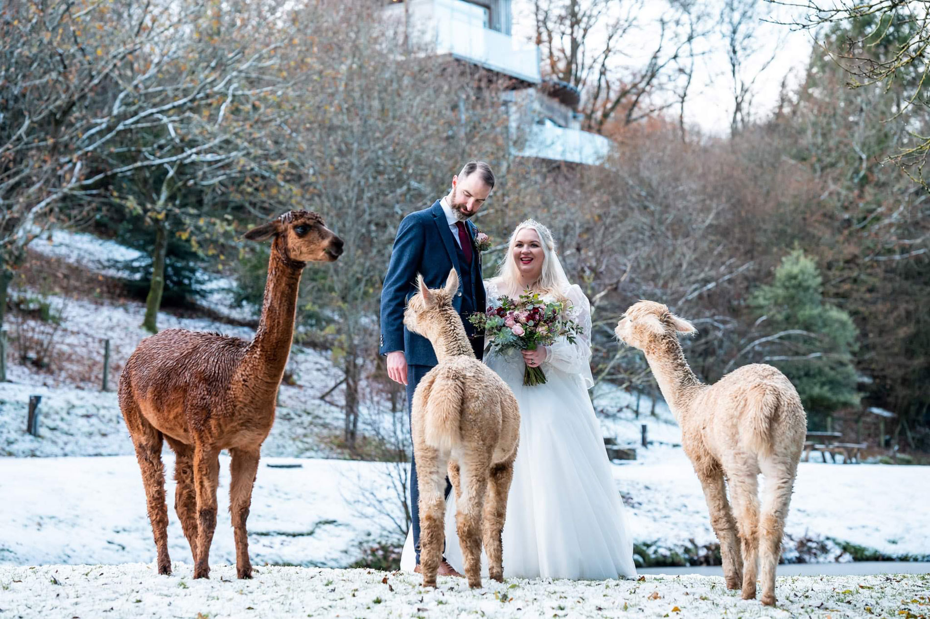Alpacas on your wedding day