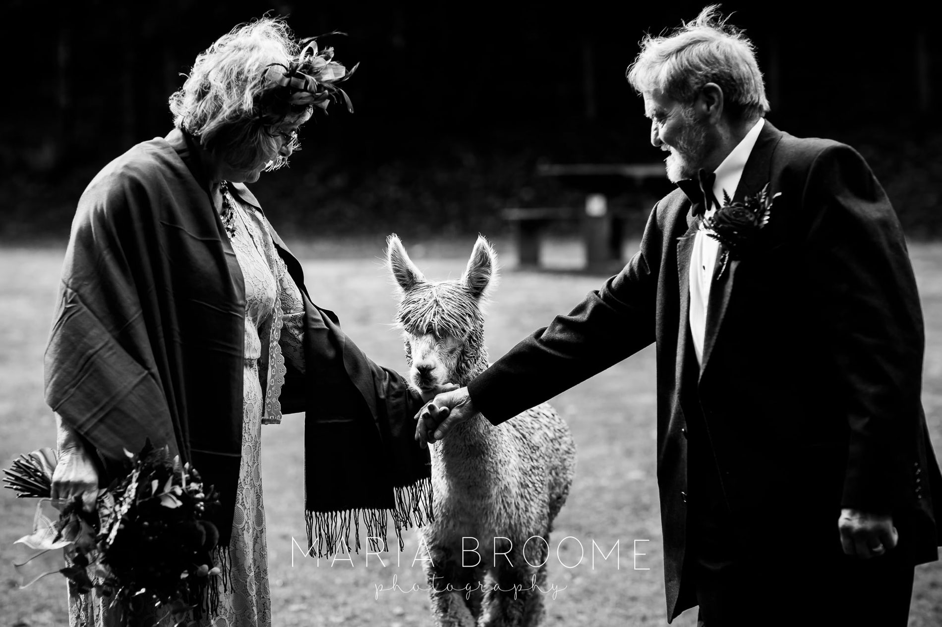 Wedding Couple Alpaca photo
