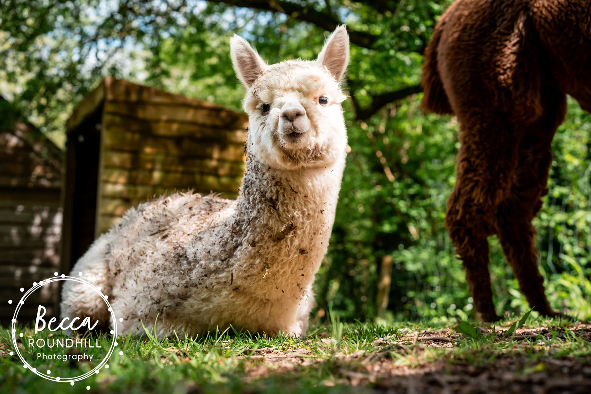 Millbrook Baby Alpaca