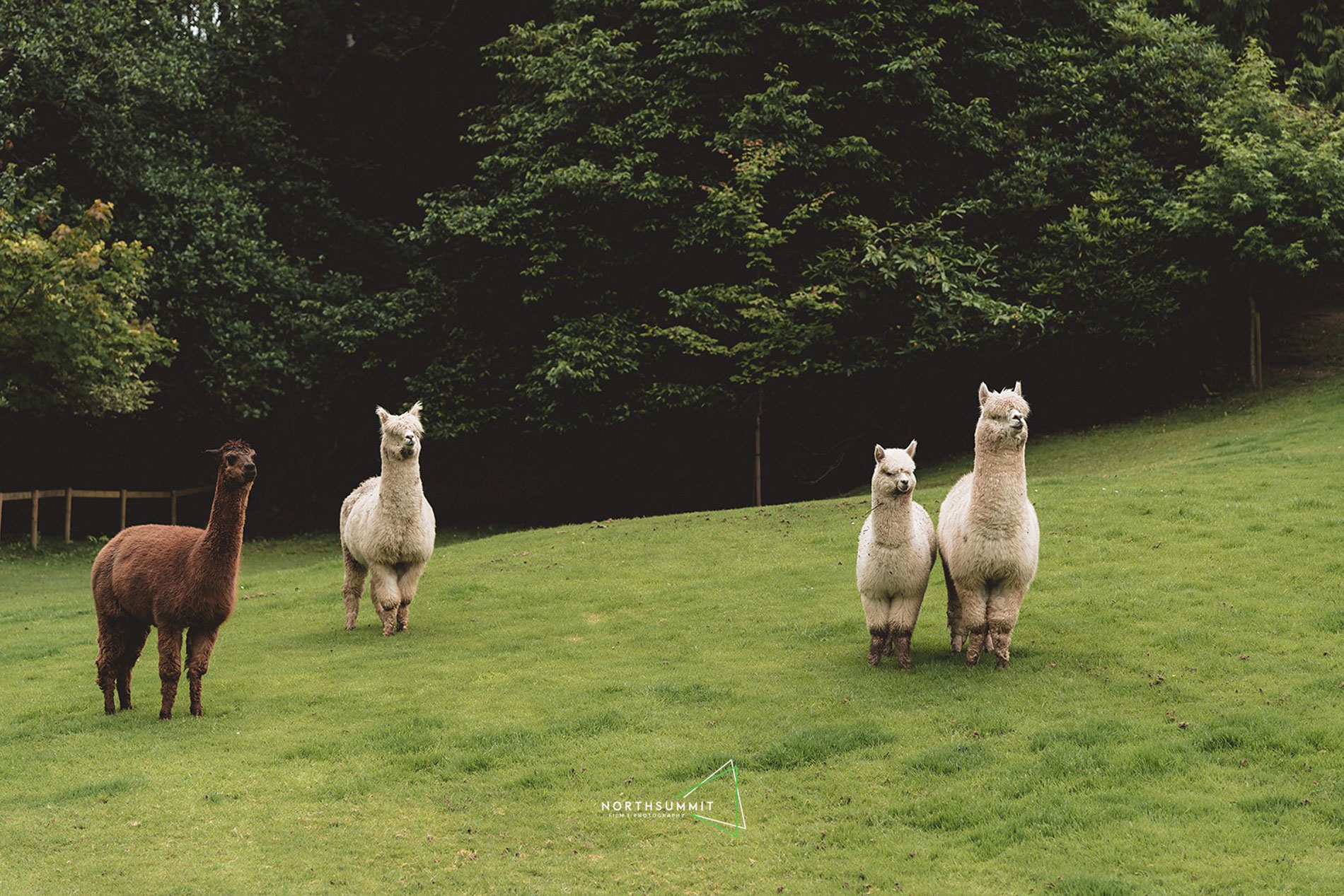 Our Alpacas