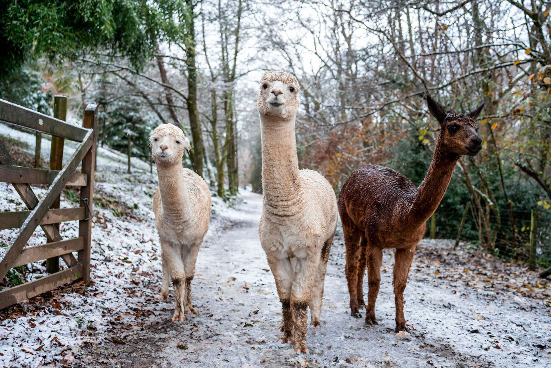 Meet and feed our alpacas