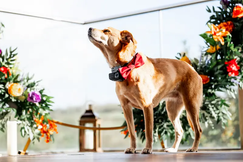 Love is love same sex wedding celebration