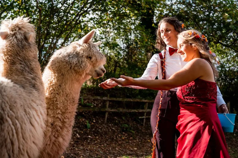 Same sex wedding with alpacas at Tree Top Escape Devon