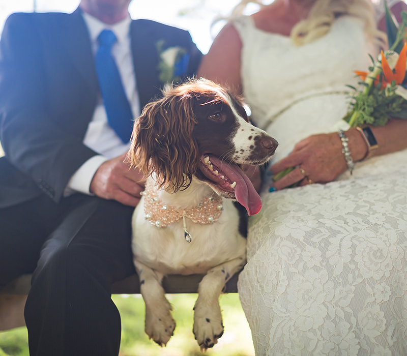 Dog Friendly Accommodation