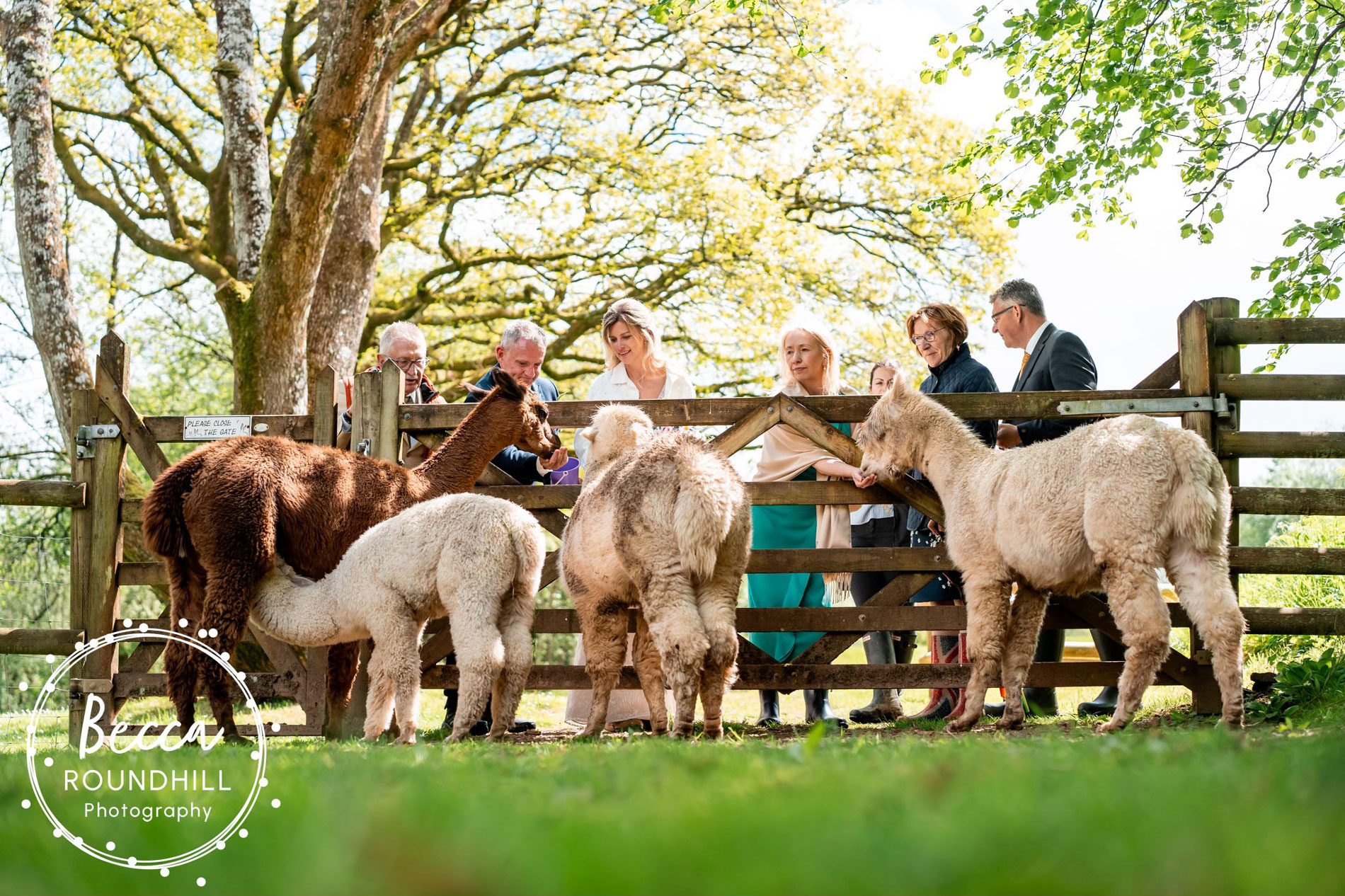 wedding experiences in devon
