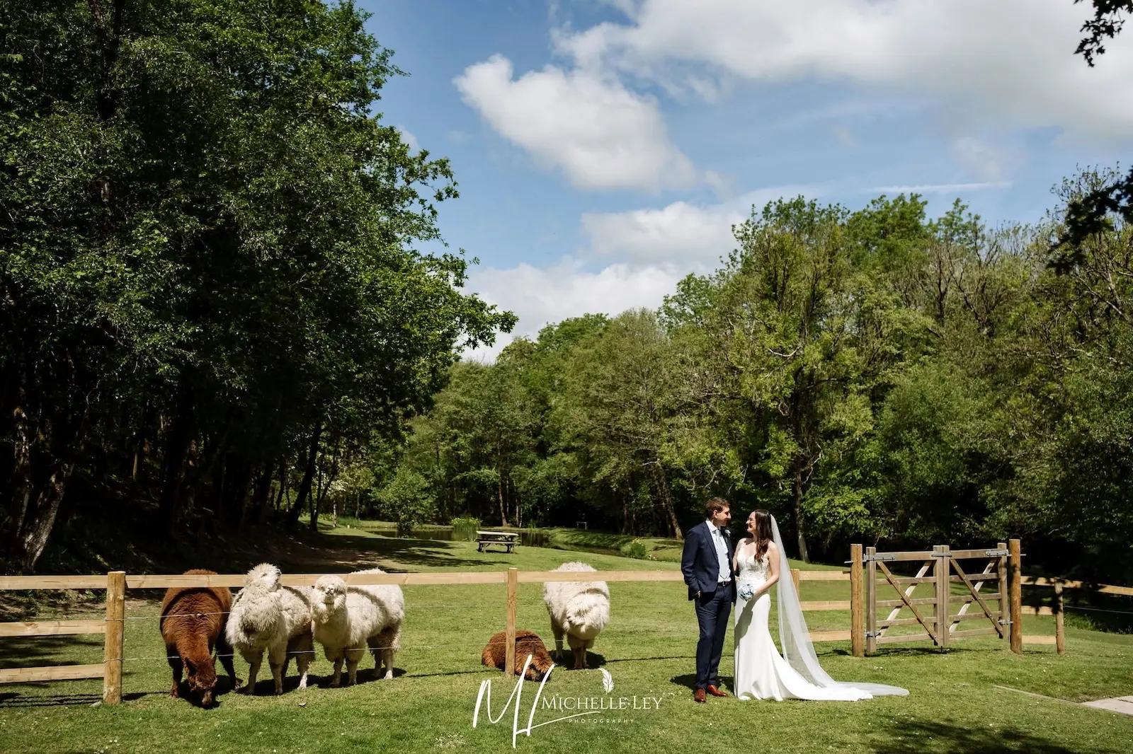Wedding couple meeting and feeding alpacas at Tree Top Escape North Devon