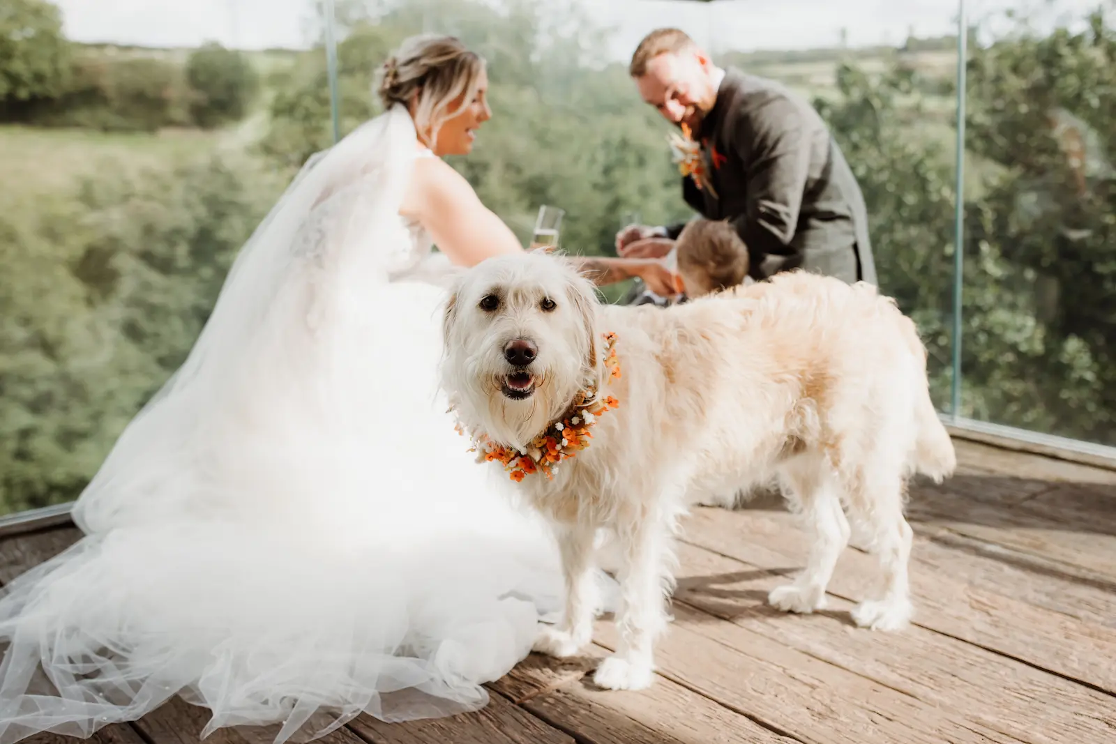 Couples with their dogs at a dog-friendly wedding at Tree Top Escape